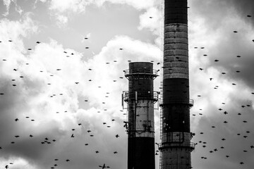 Ptaki na tle kominów © Patryk