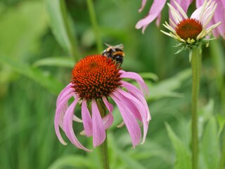 Echinacea-purpureamit Insekt im Botanischen Garten