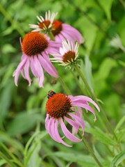 Echinacea-purpureamit Insekt im Botanischen Garten