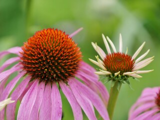 Echinacea-purpureamit Insekt im Botanischen Garten