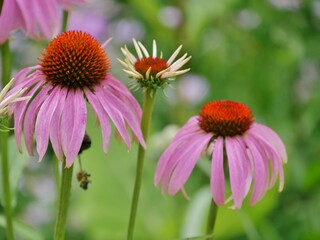 Obraz premium Purpur-Sonnenhut (Echinacea purpurea)