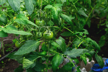 Fototapeta premium Unripe tomatoes on the bush - organic tomato cultivation in the garden.