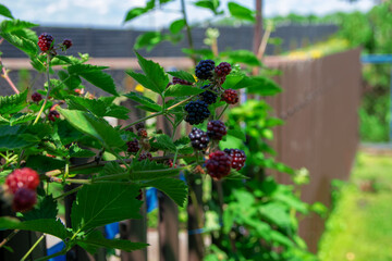 Blackberries at various stages of ripeness on branches – home-grown harvest.