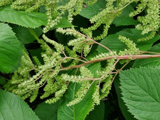 Wald-Geißbart (Aruncus dioicus)