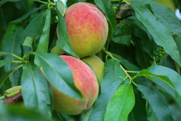 Ripe peaches with red and yellow blush hang on branches, surrounded by green leaves, creating an appetizing look. This illustrates the natural process of fruit ripening in the garden and an abundant s
