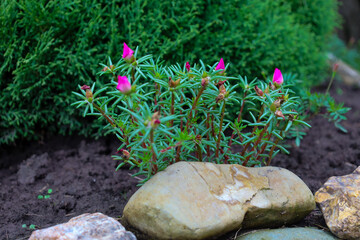Vibrant pink flowers bloom in the soil next to a large rock. A lush green bush is visible in the background, creating a harmonious blend of colors and textures.