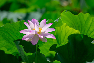 Obraz premium ハス