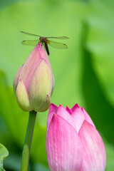 Dragonfly Resting on Lotus Bud
연꽃 봉오리에 앉은 잠자리