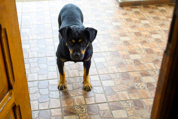 A Rottweiler stands in a doorway on a tiled floor, looking directly at the camera. Its dark fur and expressive gaze create a focused portrait of an awaiting domestic pet. The wooden doorframes add a h