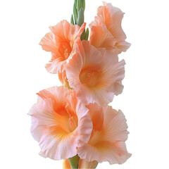 Peach Gladiolus Flower Closeup