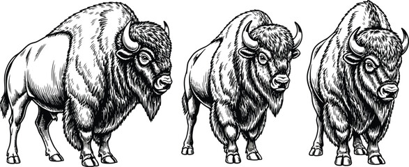 Obraz premium Three bison illustrations in black and white showcasing different angles and perspectives of the animal