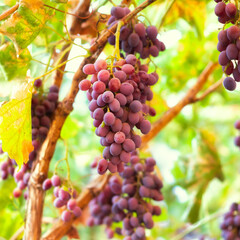 Purple grapes grown in the garden without the use of chemicals, 100% natural grapes, hang on the...