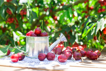 ripe juicy cherry berry in small tin can on lace napkin on table in cherry garden