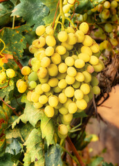 Yellow-white grapes grown in the garden without the use of chemicals, 100% natural grapes hanging...