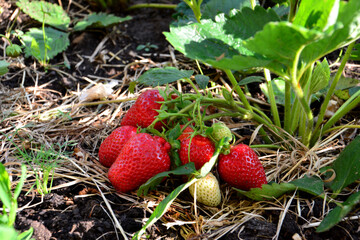Freshly Picked Strawberries in Garden close up