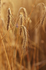Rye ears close-up. Agricultural concept. Rye with selective focus. Harvesting concept. Field of...