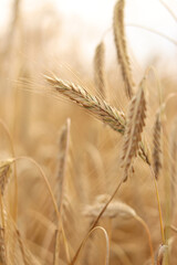 Rye ears close-up. Agricultural concept. Rye with selective focus. Harvesting concept. Field of...