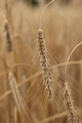 Rye ears close-up. Agricultural concept. Rye with selective focus. Harvesting concept. Field of...