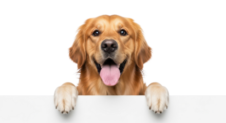 Happy Golden Retriever dog portrait holding blank banner isolated PNG with Transparent Background