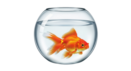 Goldfish swimming in a bowl isolated PNG with Transparent Background