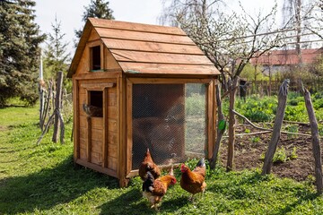 Chickens near wooden chicken coop in green backyard garden  