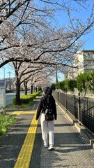 Cherry Blossoms in Urban Park on a Sunny Day