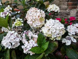 Hydrangea macrophylla 'Madame Emile Mouillere' - Edinburgh, Scotland, United Kingdom