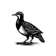 Obraz premium Quail illustration isolated on white background