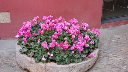 flowers in a pot.beautiful flowers in the garden
