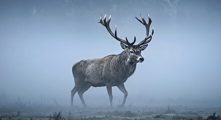Naklejka premium Majestic Stag Emerging from Thick Morning Mist Engraved