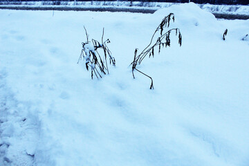 Dry branches of the plant stick out from under the snow. Wintering plants