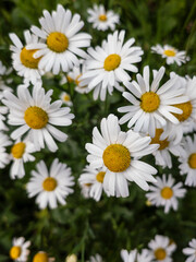  Oxeye Daisies (Leucanthemum vulgare), also known as Moon Daisy or Dog Dais - Edinburgh, Scotland, United Kingdom