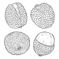 Lychee fruit isolated on white background. Hand drawn vector sketch illustration ink. Tropical fruit design, package, asian tree