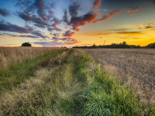 Golden wheat field at sunset, glowing in warm evening light. Serene rural landscape with rich textures, vibrant colors, and a peaceful summer atmosphere. 