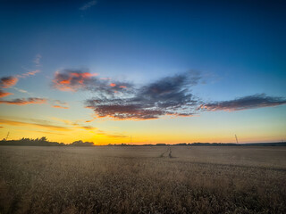Golden wheat field at sunset, glowing in warm evening light. Serene rural landscape with rich textures, vibrant colors, and a peaceful summer atmosphere. 