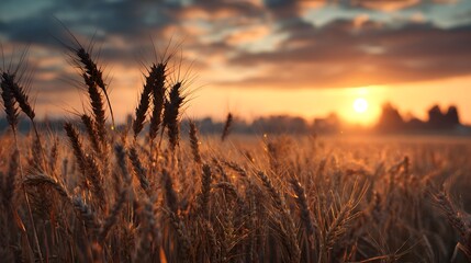 Naklejka premium Golden wheat field under warm sunset with a glowing sky cinematic countryside background perfect for agricultural rural lifestyle and seasonal autumn stock photography
