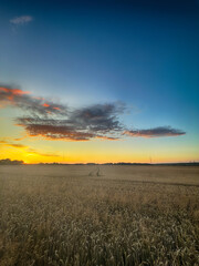 Golden wheat field at sunset, glowing in warm evening light. Serene rural landscape with rich textures, vibrant colors, and a peaceful summer atmosphere. 
