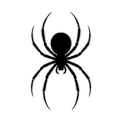 Spider Silhouette: A stark black and white line art illustration of a spider, showcasing its eight legs and hairy body against a white background.