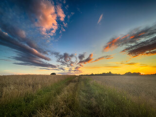 Golden wheat field at sunset, glowing in warm evening light. Serene rural landscape with rich textures, vibrant colors, and a peaceful summer atmosphere. 