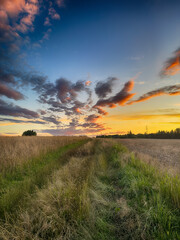 Golden wheat field at sunset, glowing in warm evening light. Serene rural landscape with rich textures, vibrant colors, and a peaceful summer atmosphere. 
