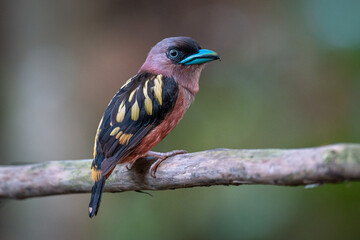 Banded Broadbill