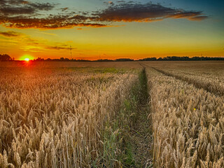 Golden wheat field at sunset, glowing in warm evening light. Serene rural landscape with rich textures, vibrant colors, and a peaceful summer atmosphere. 