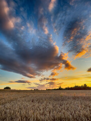 Golden wheat field at sunset, glowing in warm evening light. Serene rural landscape with rich textures, vibrant colors, and a peaceful summer atmosphere. 