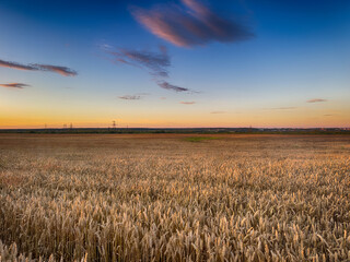 Golden wheat field at sunset, glowing in warm evening light. Serene rural landscape with rich textures, vibrant colors, and a peaceful summer atmosphere. 