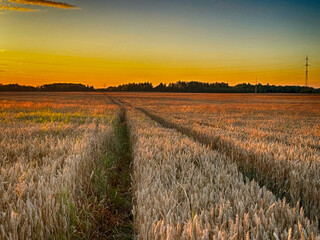 Golden wheat field at sunset, glowing in warm evening light. Serene rural landscape with rich textures, vibrant colors, and a peaceful summer atmosphere. 