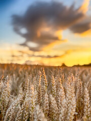 Golden wheat field at sunset, glowing in warm evening light. Serene rural landscape with rich textures, vibrant colors, and a peaceful summer atmosphere. 