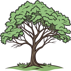 A lush green tree with a wide canopy and visible branches