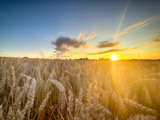 Golden wheat field at sunset, glowing in warm evening light. Serene rural landscape with rich textures, vibrant colors, and a peaceful summer atmosphere. 