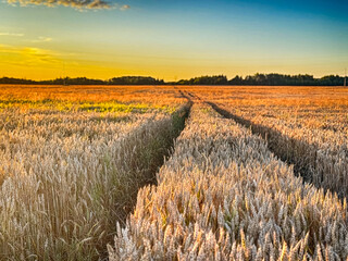 Golden wheat field at sunset, glowing in warm evening light. Serene rural landscape with rich textures, vibrant colors, and a peaceful summer atmosphere. 