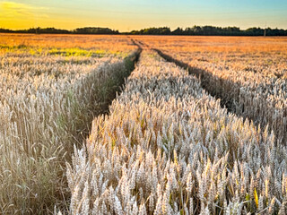 Golden wheat field at sunset, glowing in warm evening light. Serene rural landscape with rich textures, vibrant colors, and a peaceful summer atmosphere. 